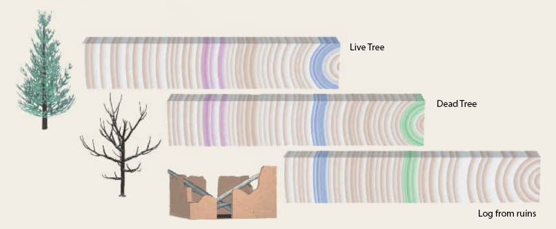 Schematic how to create a long tree ring record by matching partially overlapping individual tree rings. Top: a core from a life tree, middle: a core from a dead tree, bottom: a core from wood extracted from an old ruin.